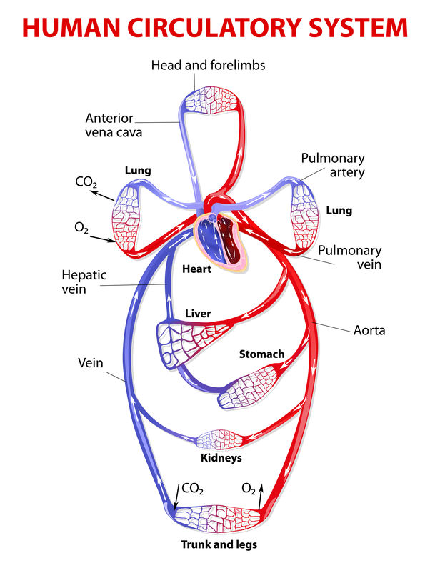 Physiology Of Endurance Training Part 1 : Cardiopulmonary System